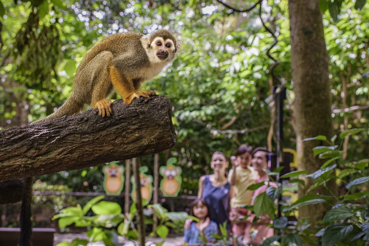 COMBO: Singapore Zoo + River Wonders Ticket - تصویر 15