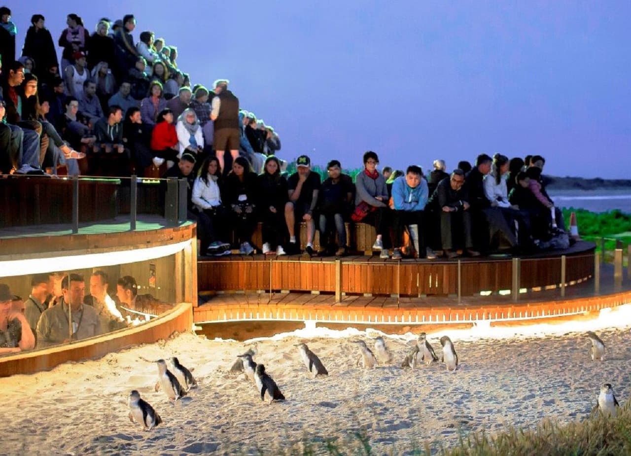 Phillip Island Nature Parks - Penguin Parade Ticket - تصویر 6