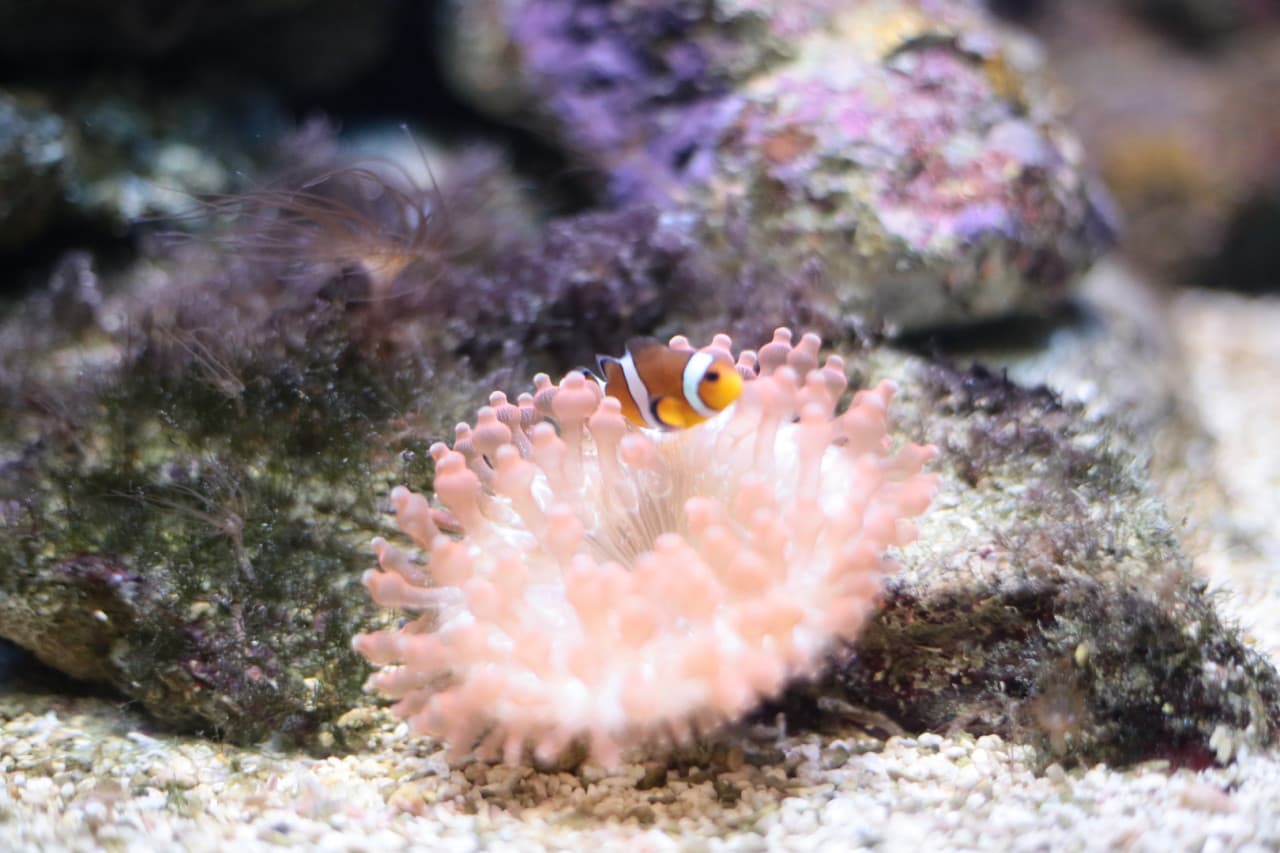 Underwater World Langkawi Ticket - تصویر 5