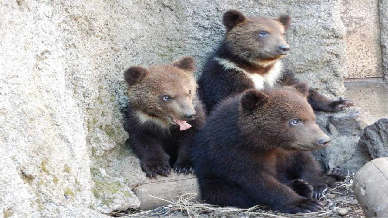 Hokkaido Noboribetsu Bear Park Ticket - تصویر 3