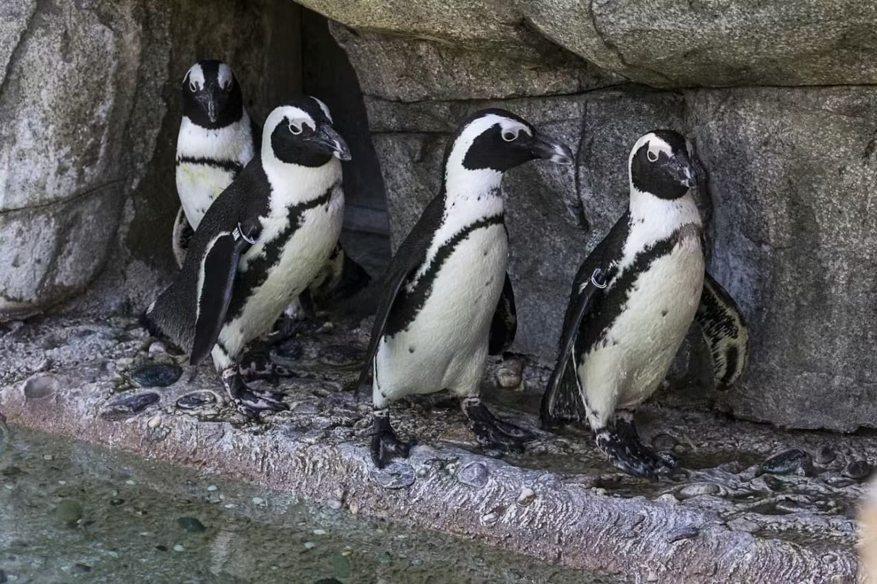 2-Visit Pass: San Diego Zoo + San Diego Zoo Safari Park Tickets - تصویر 8