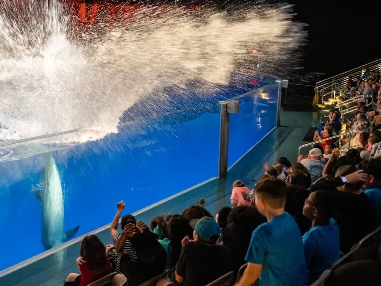 Georgia Aquarium: Fast Track Ticket - تصویر 6