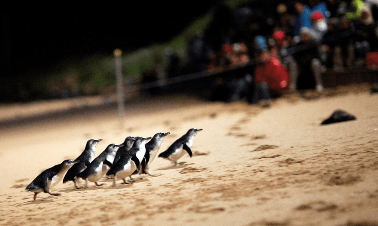 Penguins Express Tour from Melbourne - تصویر 5