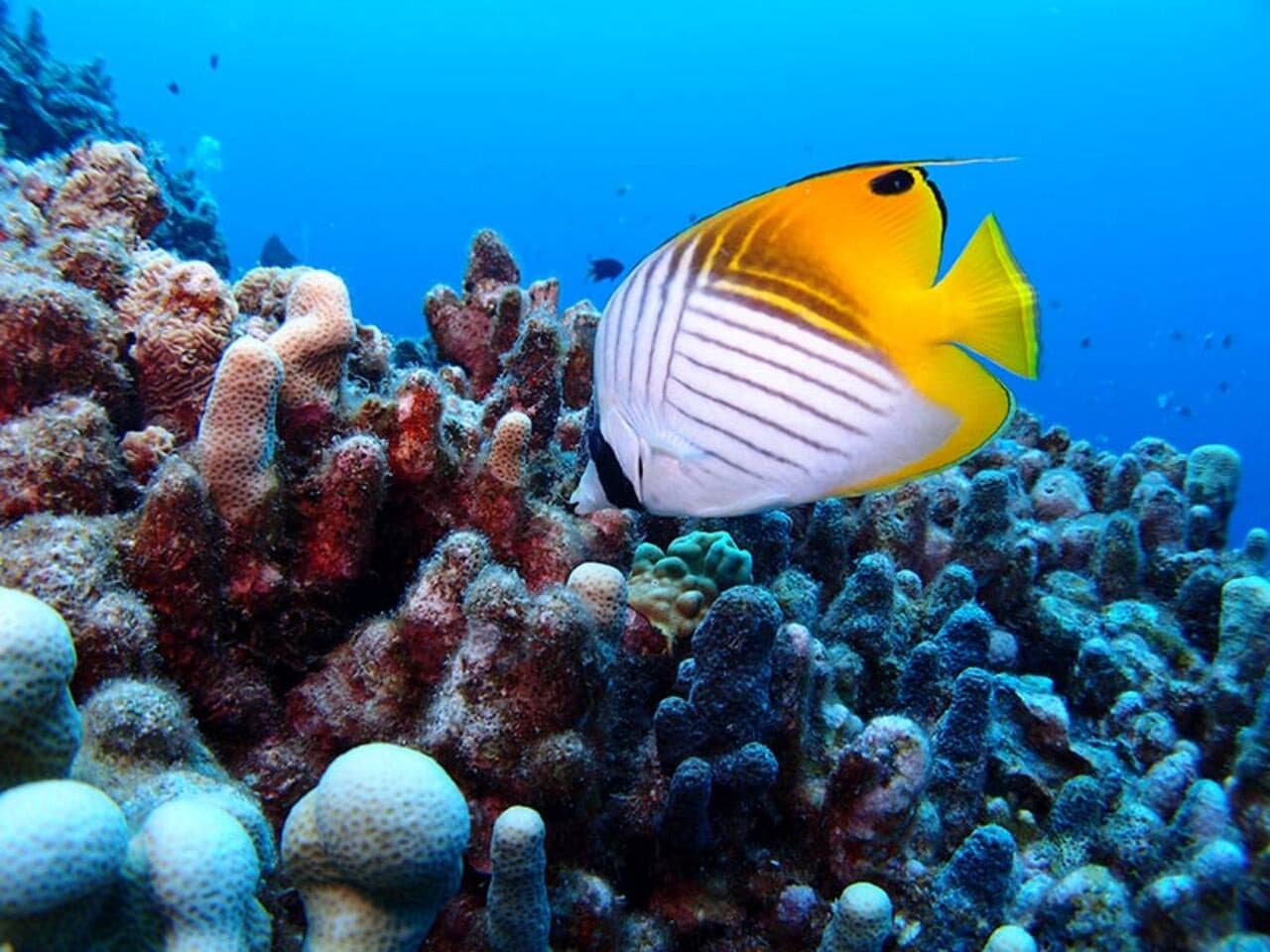 Okinawa Miyakojima Undersea Park - تصویر 7