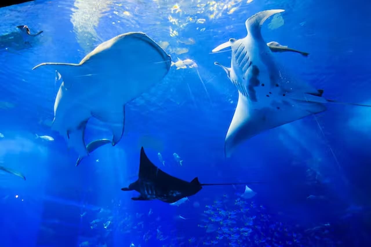 Okinawa Churaumi Aquarium Ticket - تصویر 8