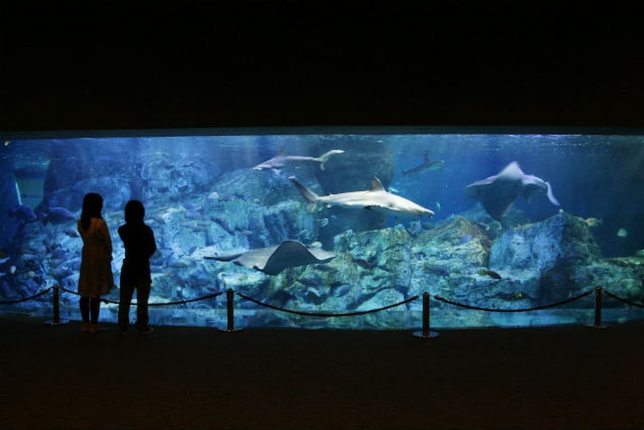 Oita Marine Palace Aquarium Umitamago Ticket - تصویر 2