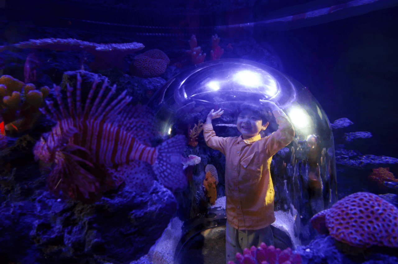 SEA LIFE COEX, Seoul Aquarium Ticket - تصویر 2