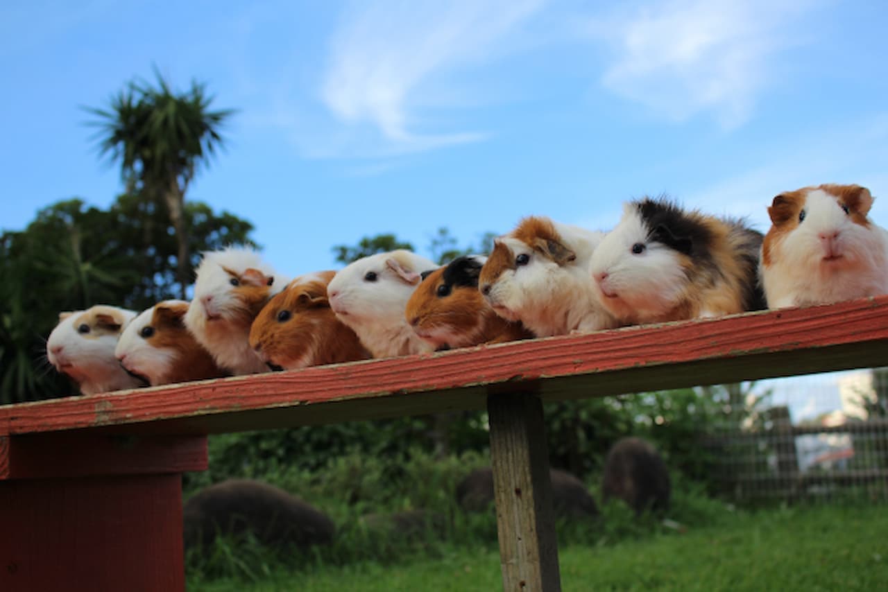 Okinawa Zoo & Museum Ticket - تصویر 4