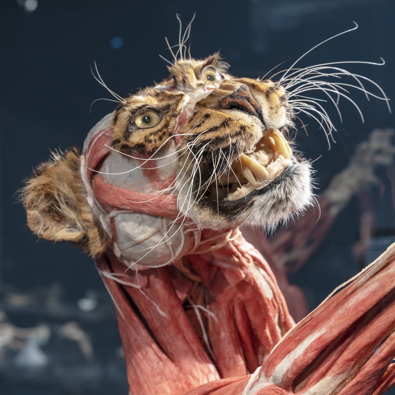 BODY WORLDS Berlin - تصویر 3