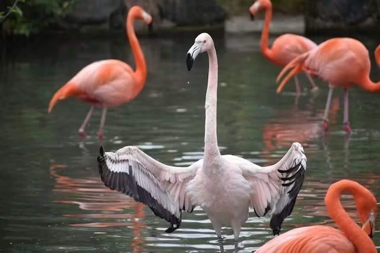 Nagoya-City Higashiyama Zoo and Botanical Gardens - تصویر 11