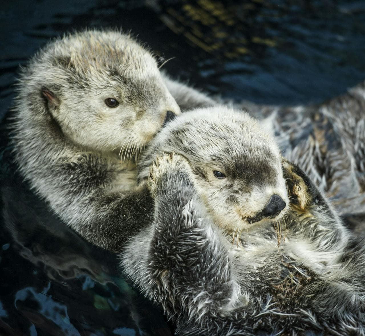 Oceanário de Lisboa Ticket - تصویر 3