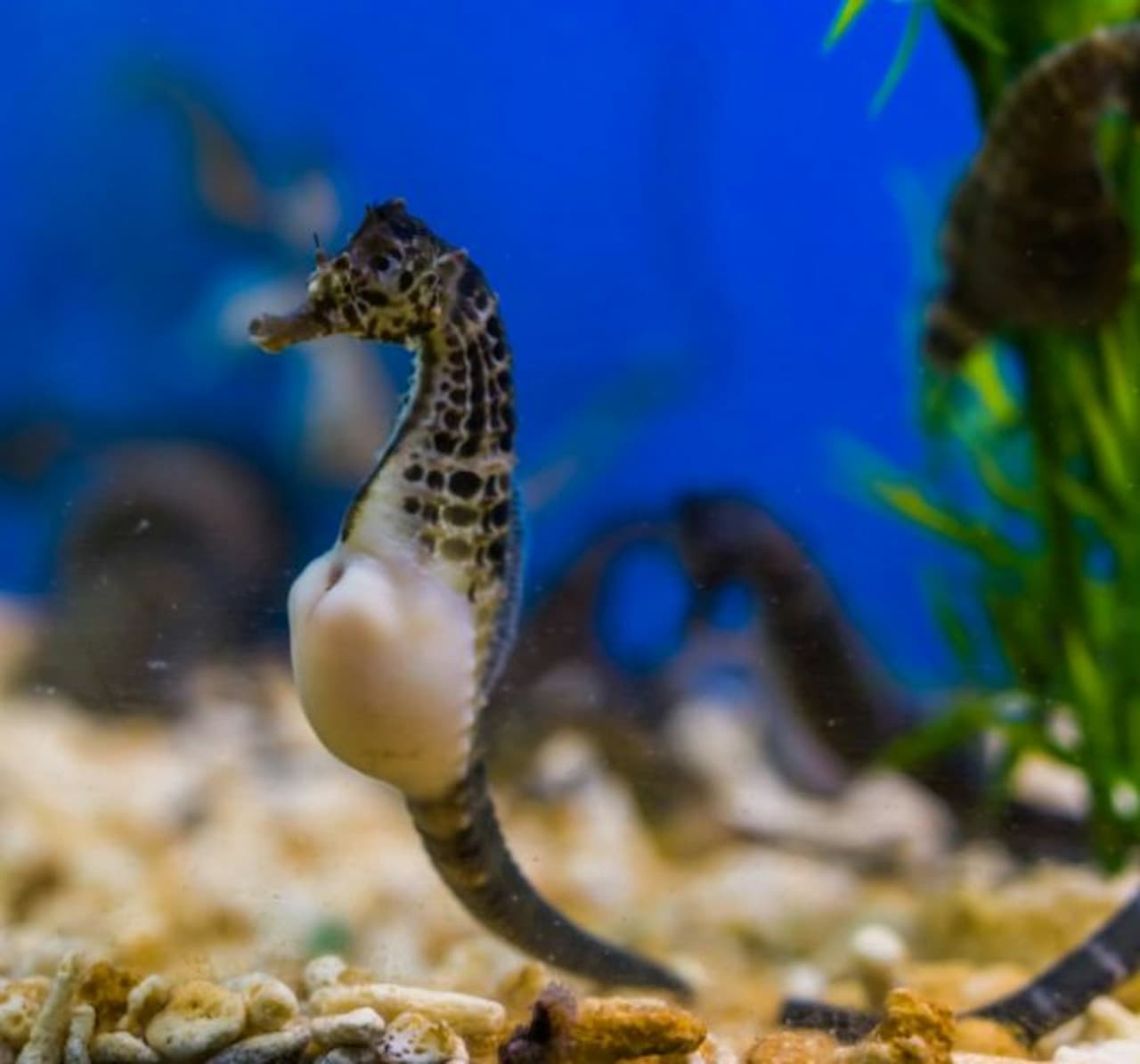 Seville Aquarium Ticket - تصویر 6