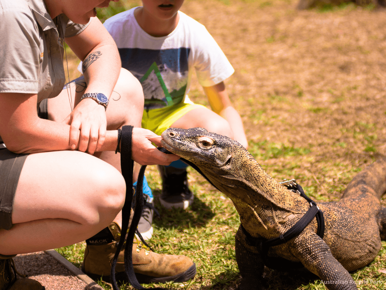 Australian Reptile Park - تصویر 29