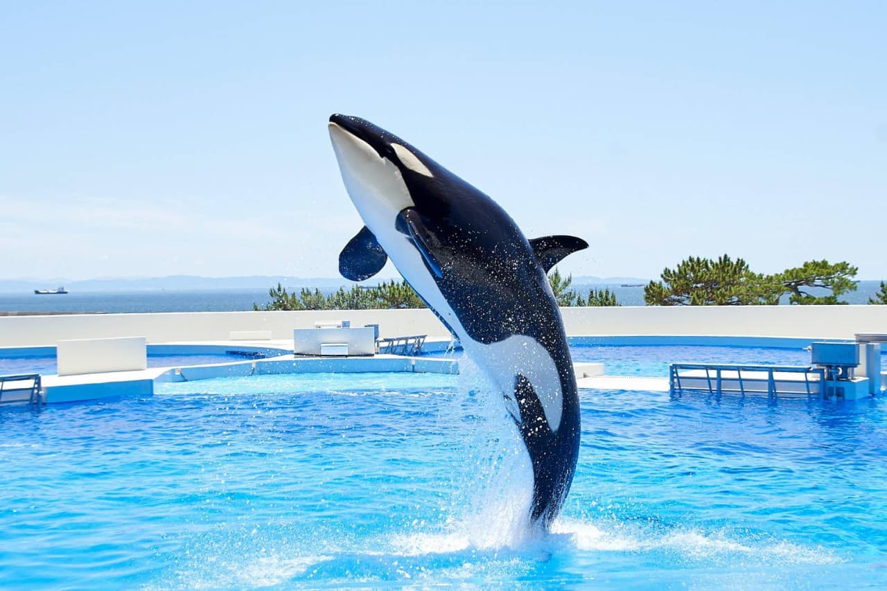 Kobe Suma Sea World Ticket - تصویر 3