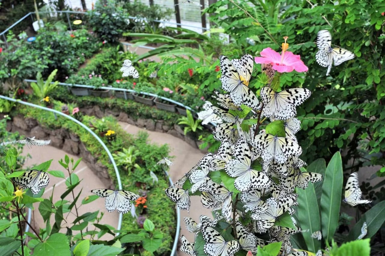 Ishikawa Insect Museum Ticket - تصویر اصلی