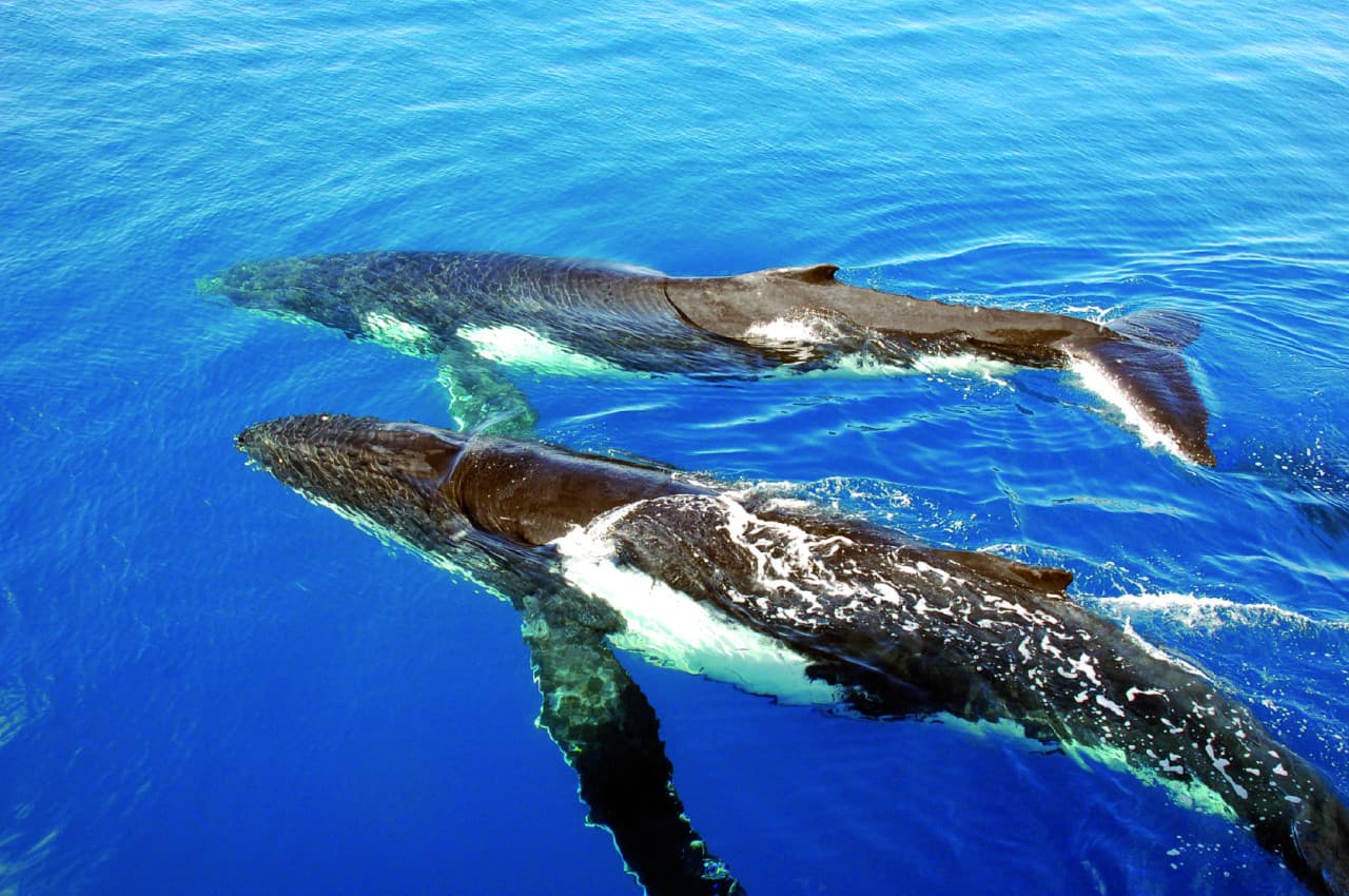 Sydney Whale Watching Cruise with Breakfast or Lunch with Sydney Princess Cruises - تصویر 6