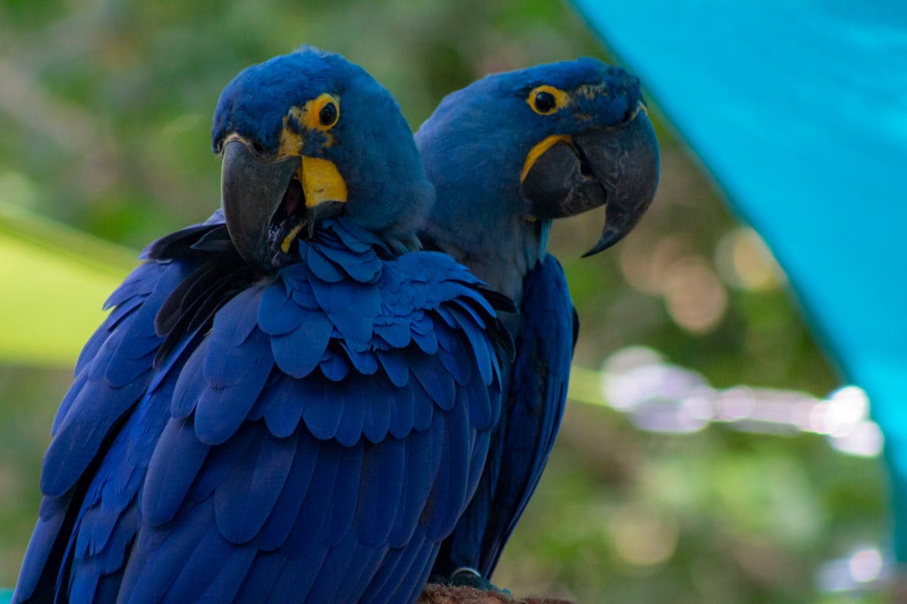 Central Florida Zoo & Botanical Gardens Ticket - تصویر 15