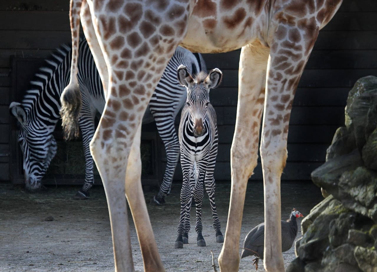 ARTIS Royal Zoo - تصویر 3