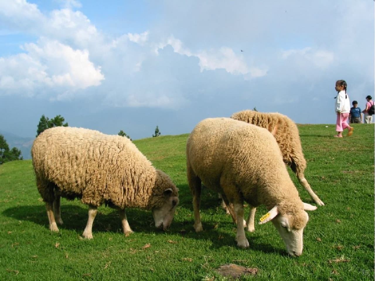 Qingjing Farm Green Green Grassland - تصویر 7