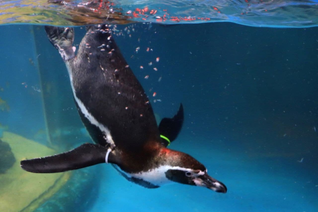 SEA LIFE COEX, Seoul Aquarium Ticket - تصویر 16