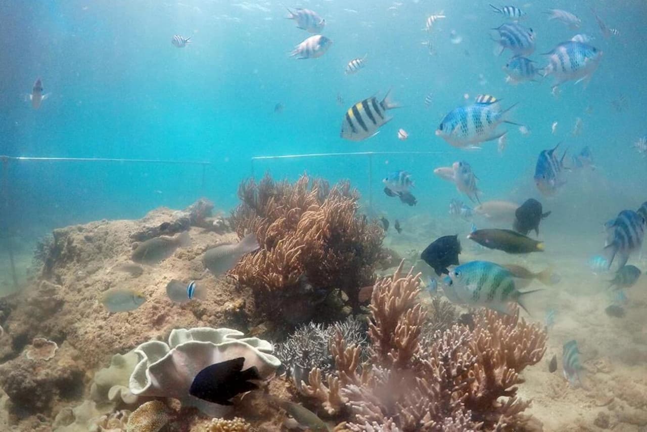 Cham Islands Underwater Walking and Snorkelling Half-Day Tour from Da Nang - تصویر 5