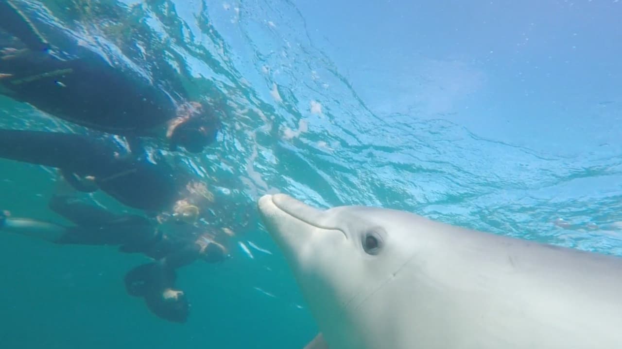 Swim with Wild Dolphins Experience at Rockingham - تصویر 2