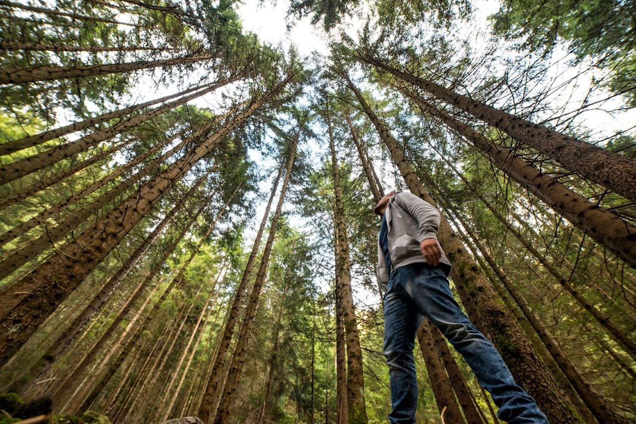 Muir Woods and Sausalito Tour from San Francisco - تصویر اصلی