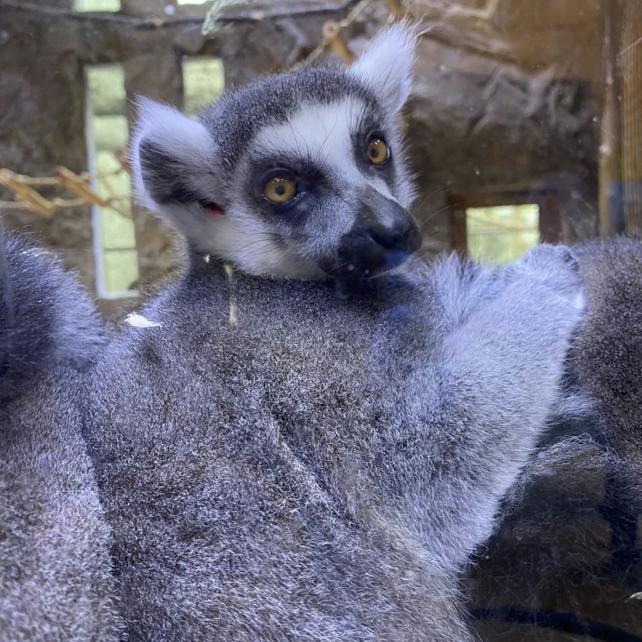 Houston Interactive Aquarium & Animal Preserve Ticket - تصویر 2