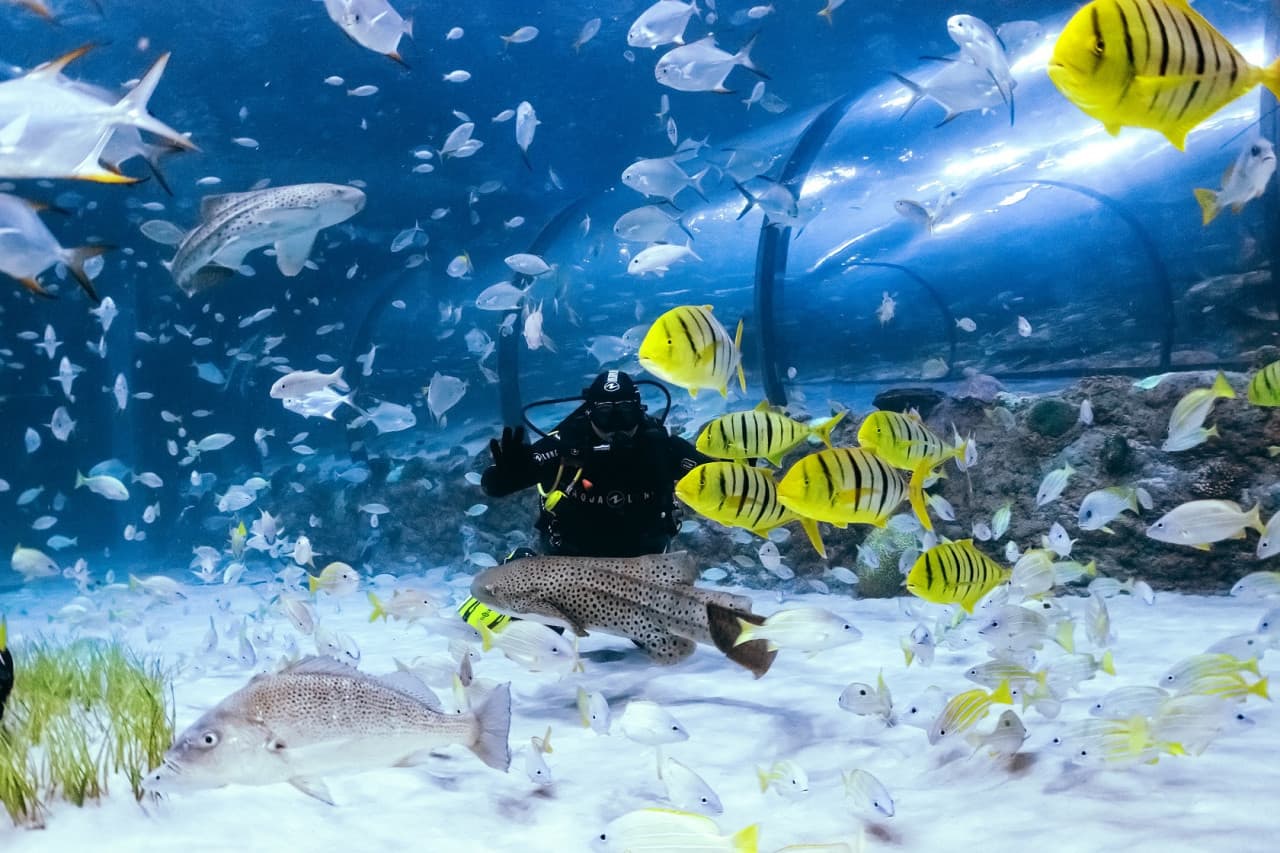 The National Aquarium Abu Dhabi Ticket - تصویر 12