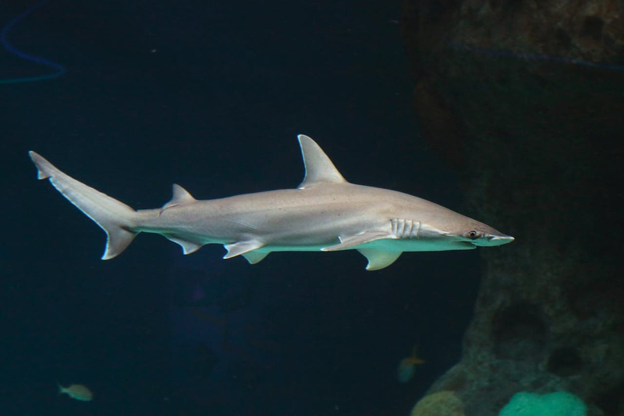 The Florida Aquarium Ticket - تصویر 10