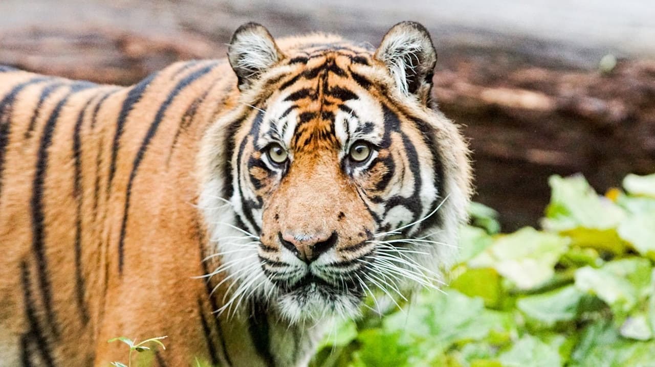 ZSL Whipsnade Zoo - تصویر 3