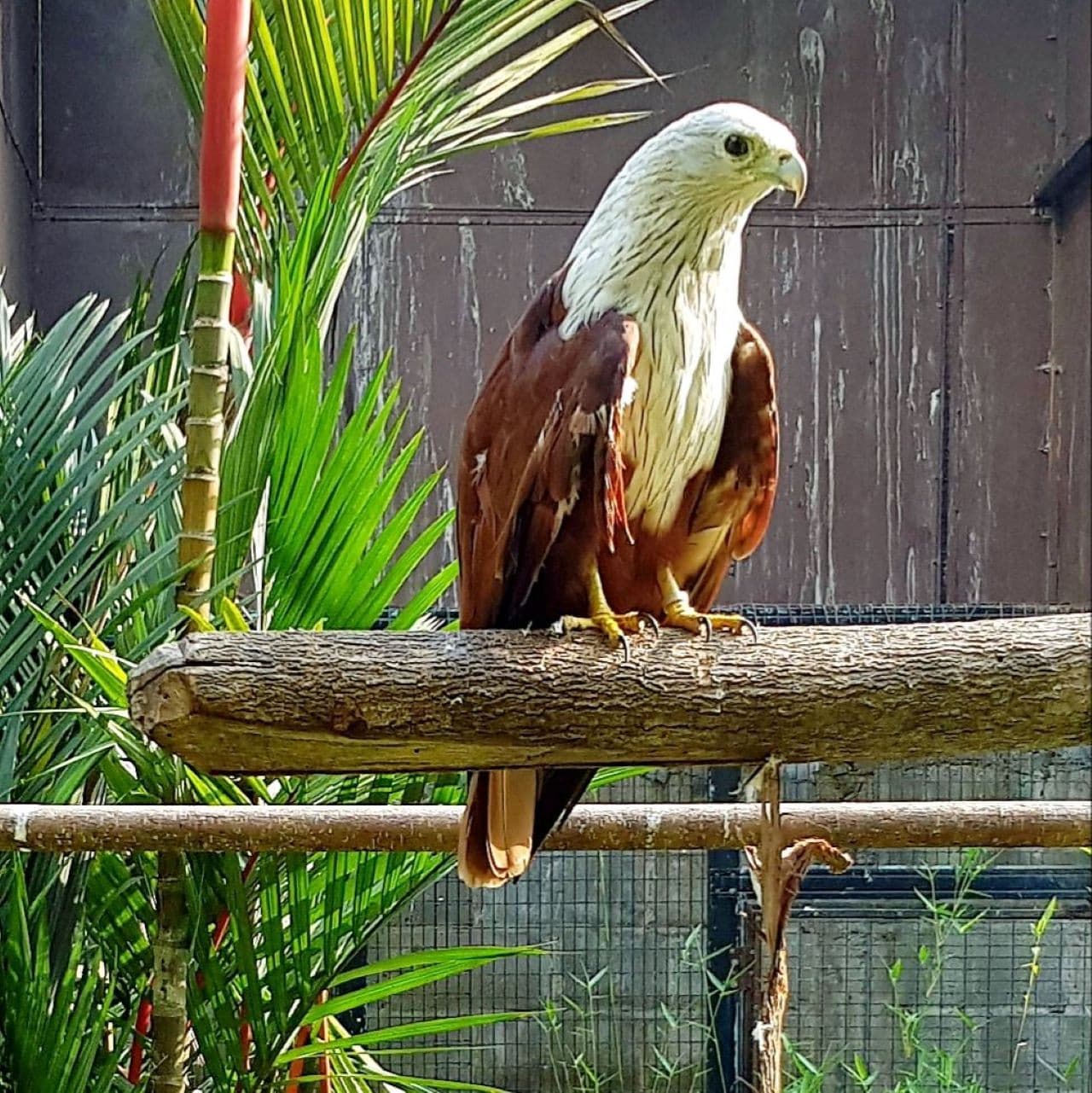 Penang Bird Park - تصویر 9