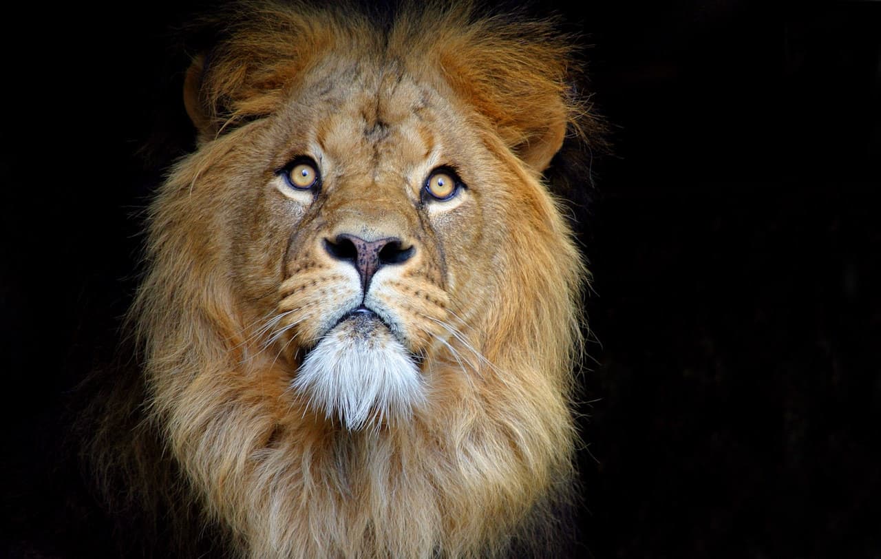 ARTIS Royal Zoo - تصویر اصلی