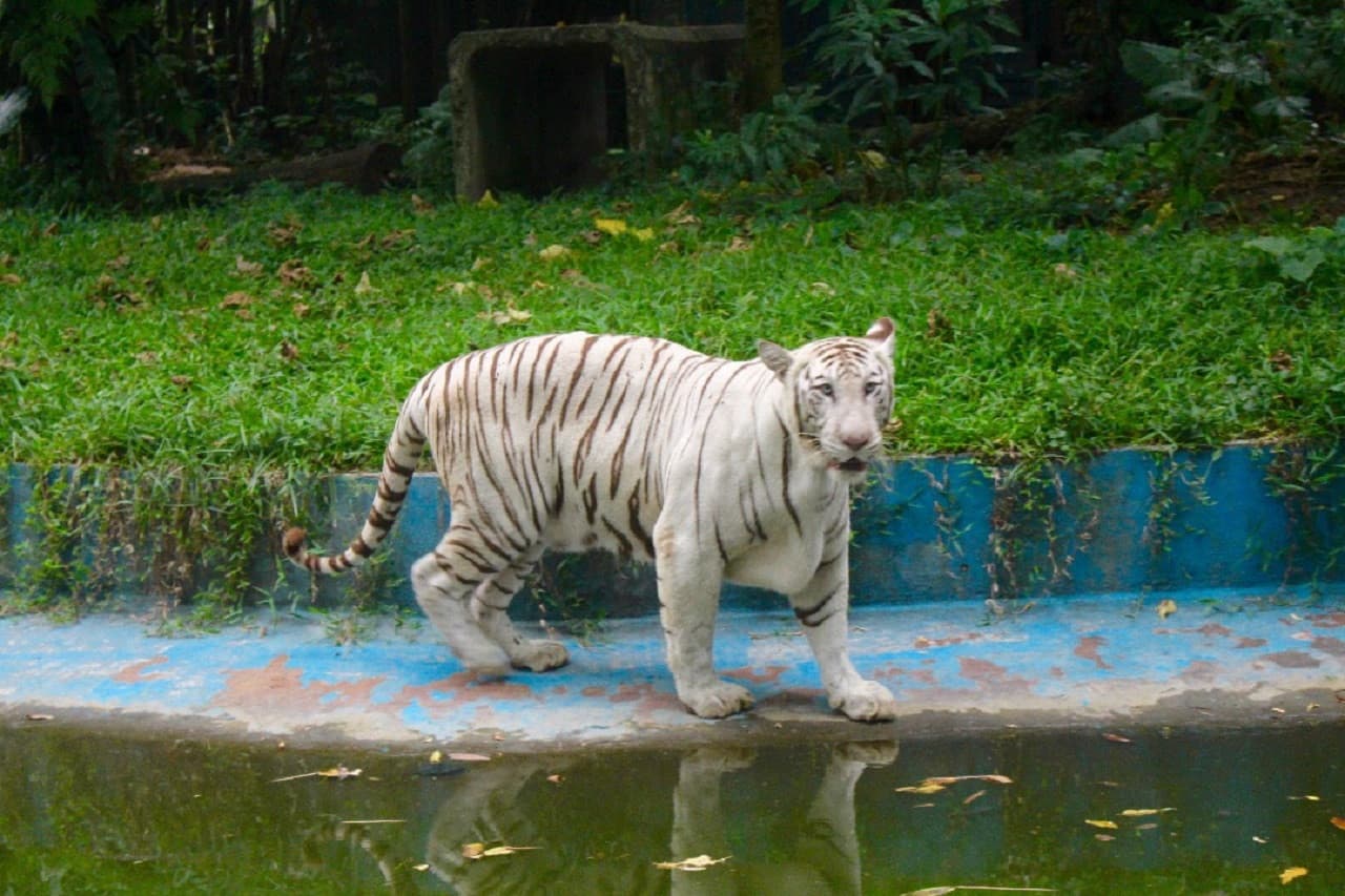 Zoo Negara Malaysia & Panda Conservation Centre Ticket - تصویر 4