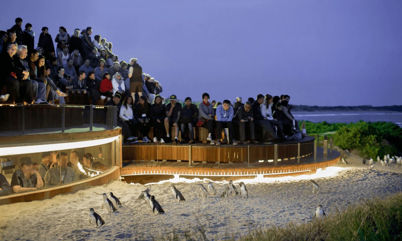 Phillip Island with Penguin Parade Eco Tour - تصویر 32