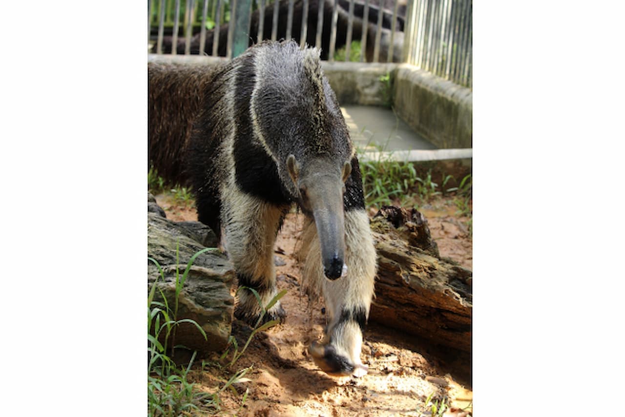 Okinawa Zoo & Museum Ticket - تصویر 2