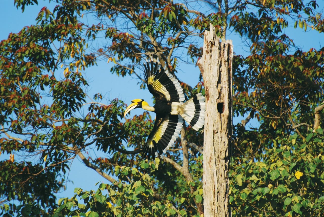 Langkawi Birdwatching Experience Tour - Half Day - تصویر اصلی
