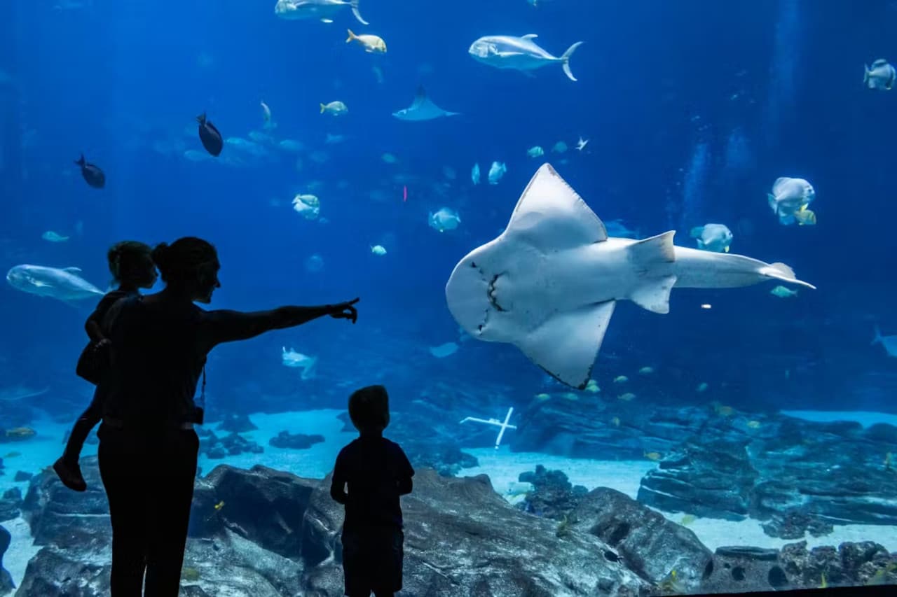 Georgia Aquarium: Fast Track Ticket - تصویر 4