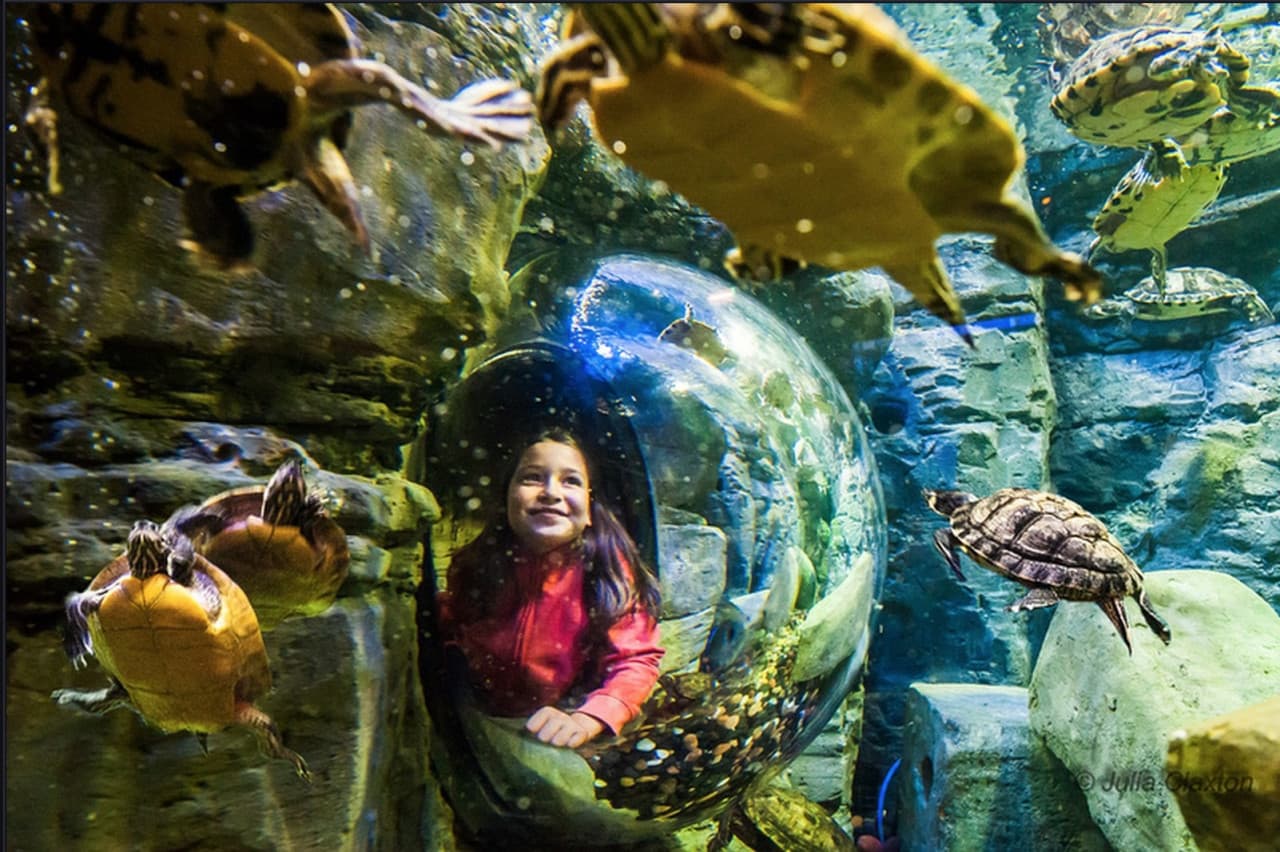 Go City San Antonio Highlights Pass: 3 Attractions - تصویر 8