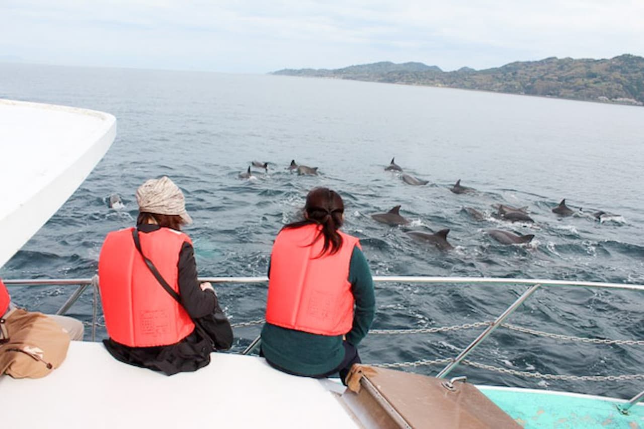 Dolphin Watching Experience in Amakusa - تصویر 7