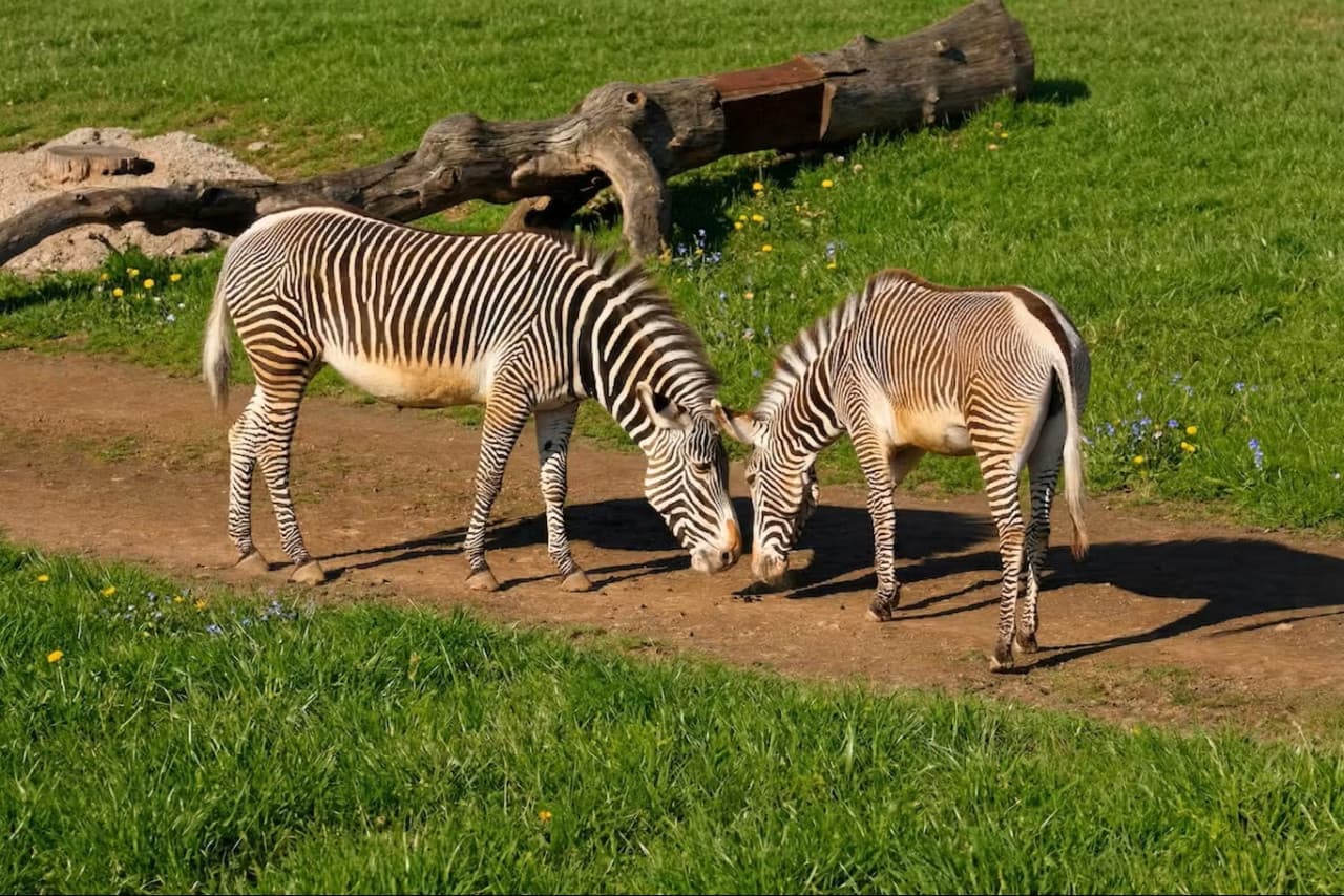 Prague Zoo Ticket + Audio Guide - تصویر 8