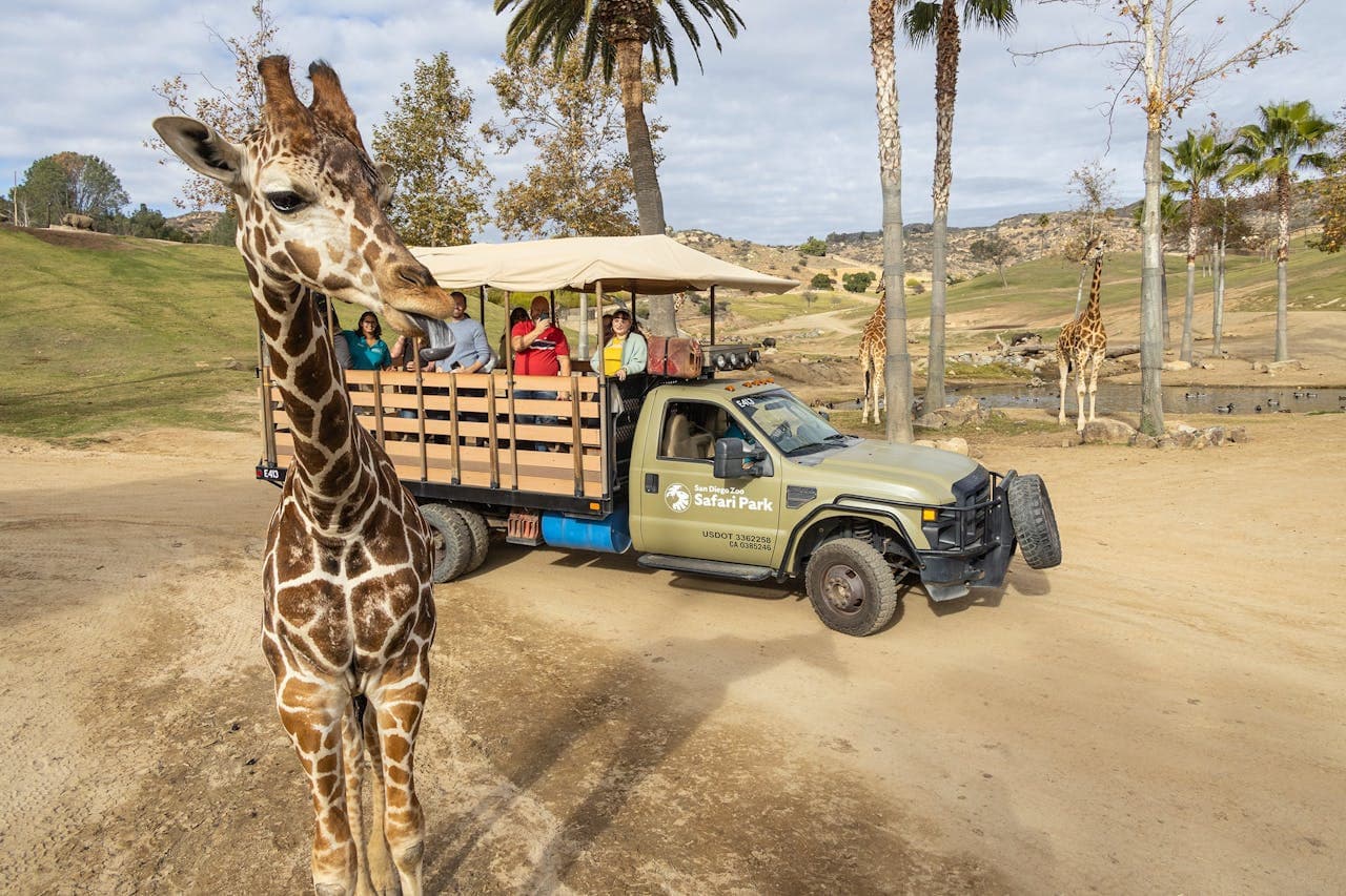 San Diego Zoo Safari Park Ticket - تصویر اصلی
