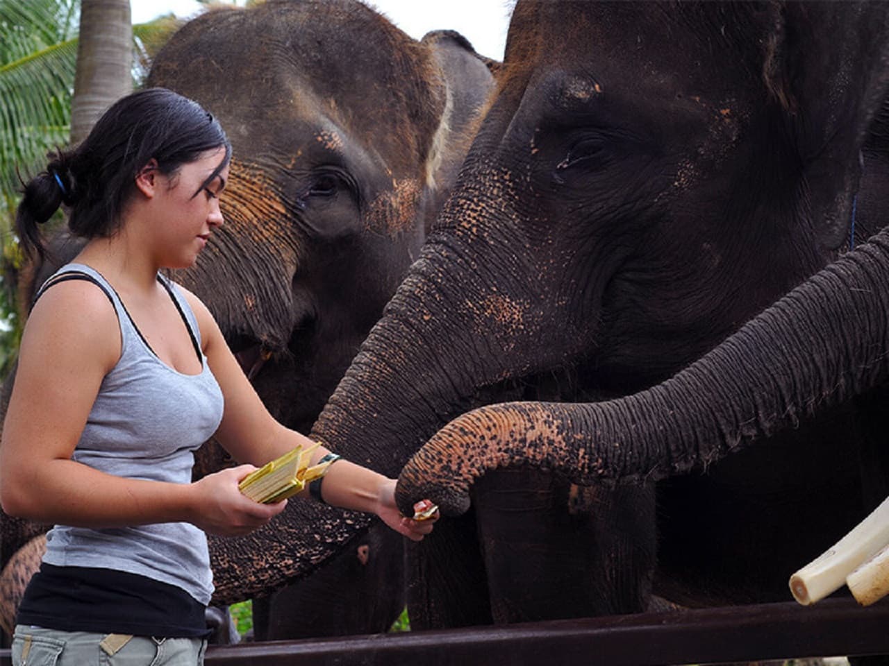 Mason Elephant Park Bali by Mason Adventures (Formerly known as Elephant Safari Park) - تصویر 5