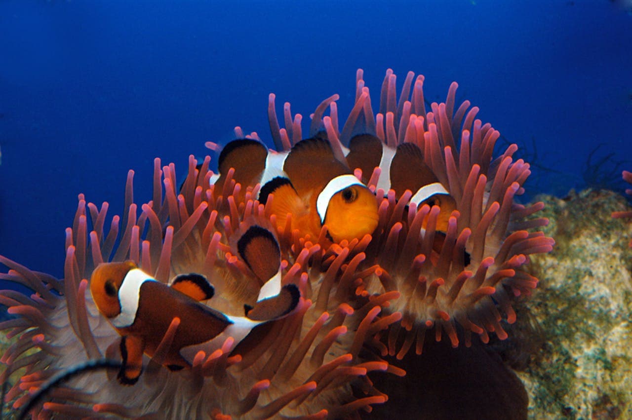 Aquarium of Genoa Ticket - تصویر 5