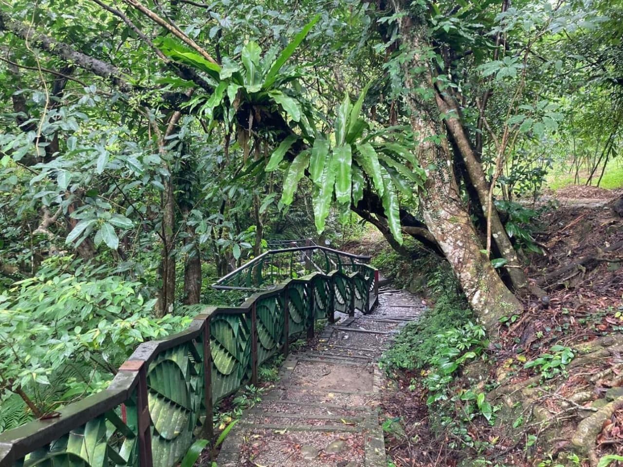 Pinglin Tea Culture and Maokong Full-Day Tour from Taipei - تصویر 13