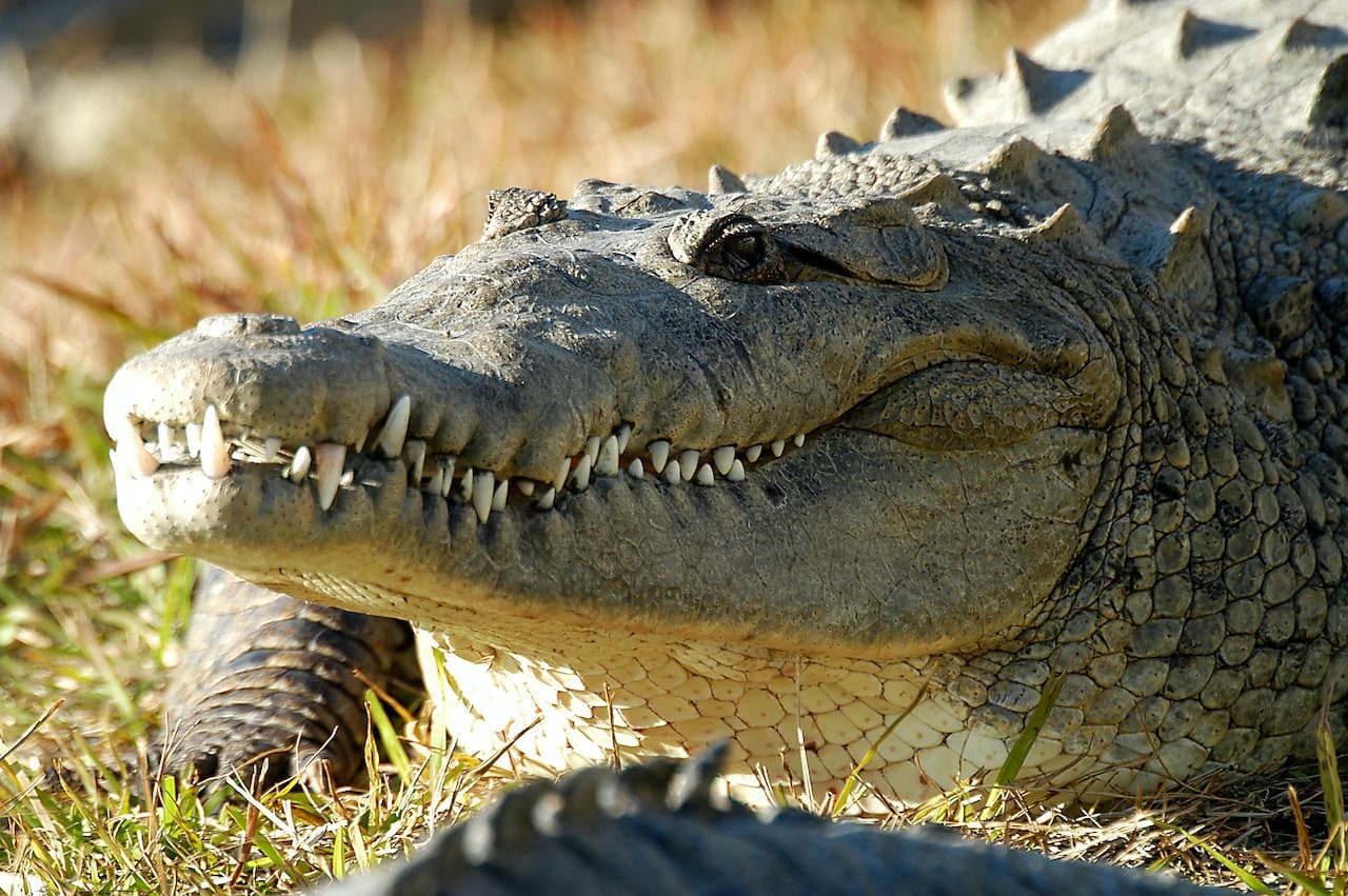 Gatorland Orlando - تصویر 5