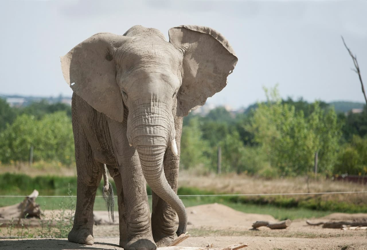 Safari de Peaugres: Entry Ticket - تصویر اصلی