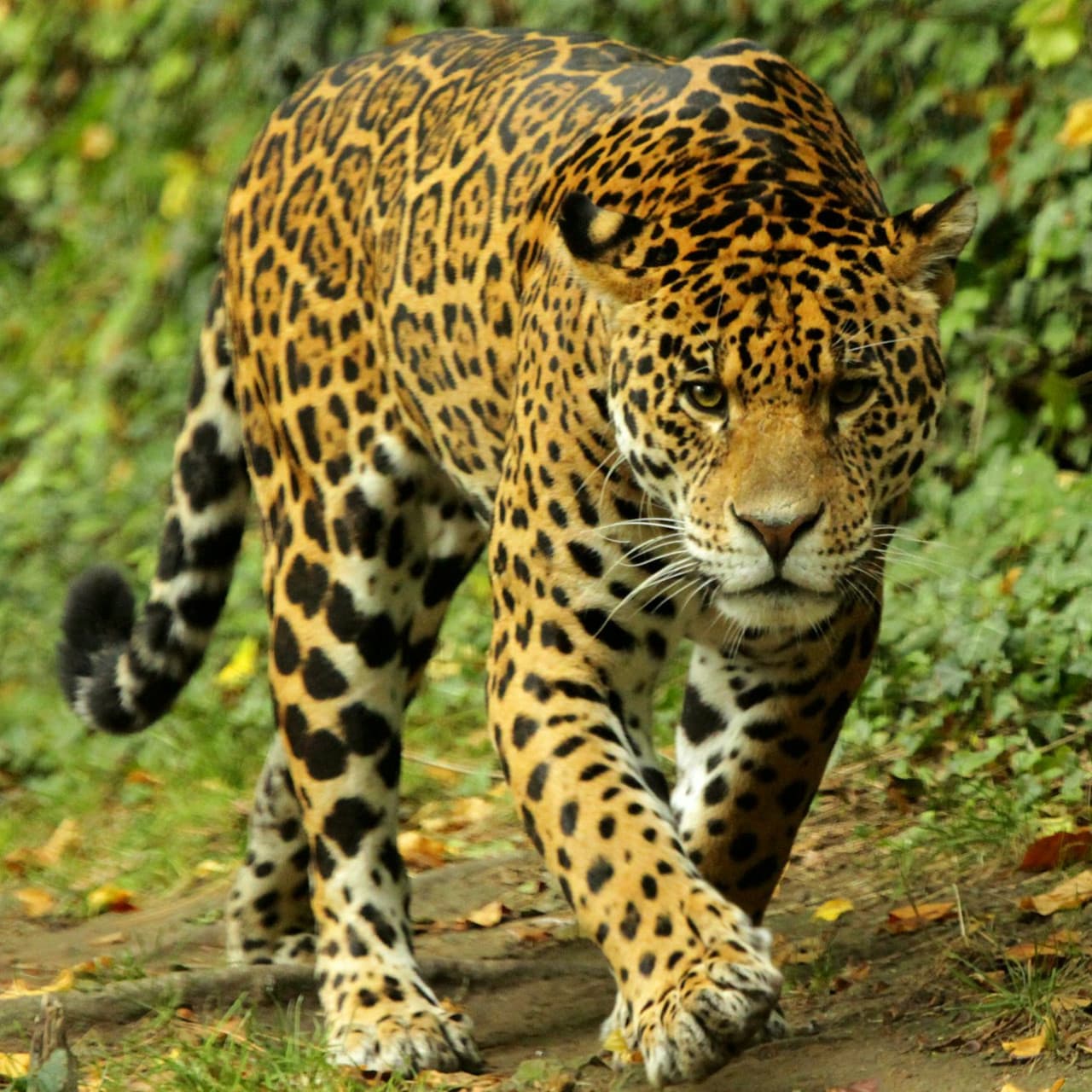 ZooParc de Beauval Ticket - تصویر 5
