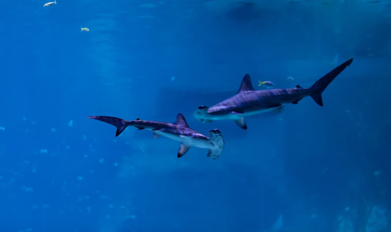 The National Aquarium Abu Dhabi Ticket - تصویر 5