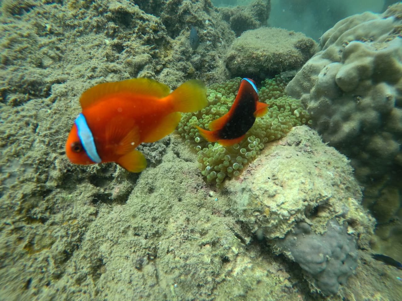 Cham Islands Underwater Walking and Snorkelling Half-Day Tour from Da Nang - تصویر 6